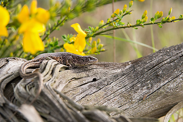 Zauneidechse (Lacerta agilis)