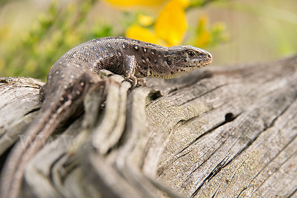 Zauneidechse (Lacerta agilis)