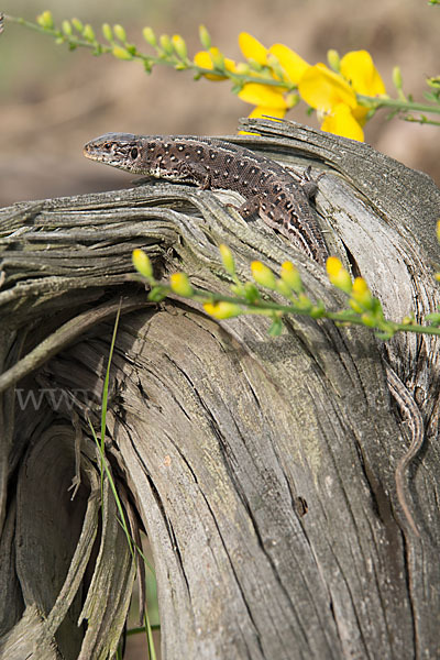 Zauneidechse (Lacerta agilis)