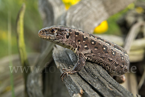 Zauneidechse (Lacerta agilis)