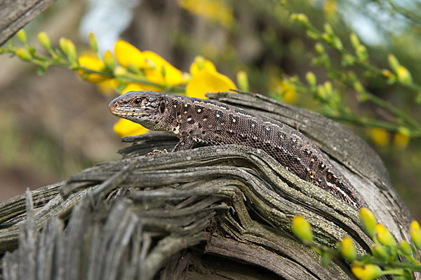 Zauneidechse (Lacerta agilis)