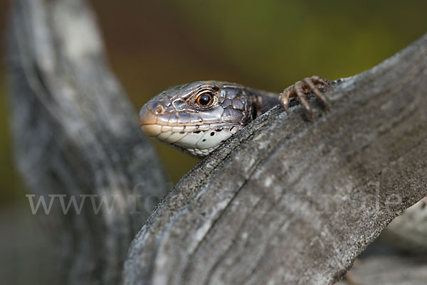 Zauneidechse (Lacerta agilis)