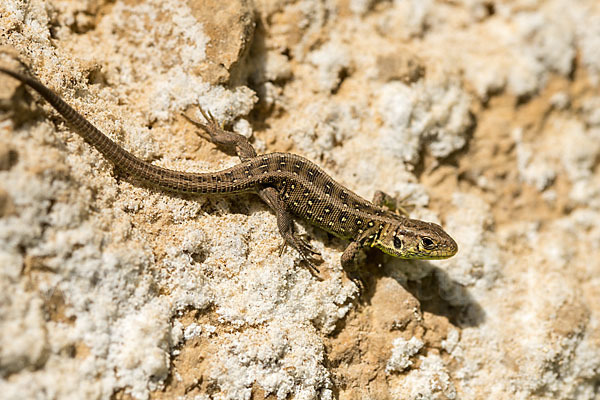 Zauneidechse (Lacerta agilis)