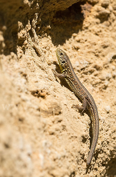 Zauneidechse (Lacerta agilis)