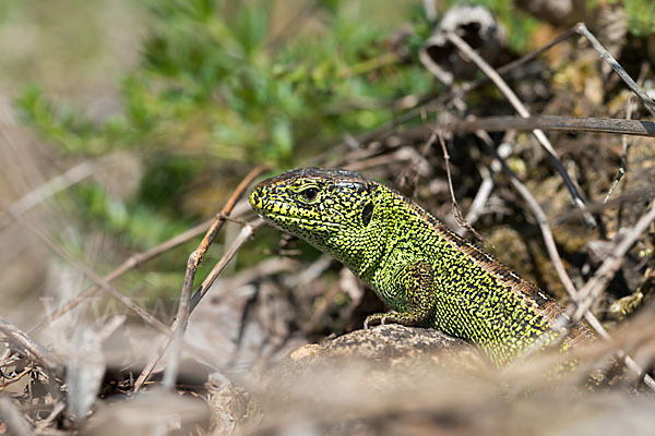 Zauneidechse (Lacerta agilis)