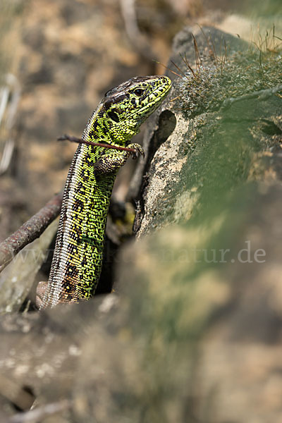 Zauneidechse (Lacerta agilis)