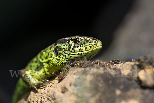 Zauneidechse (Lacerta agilis)