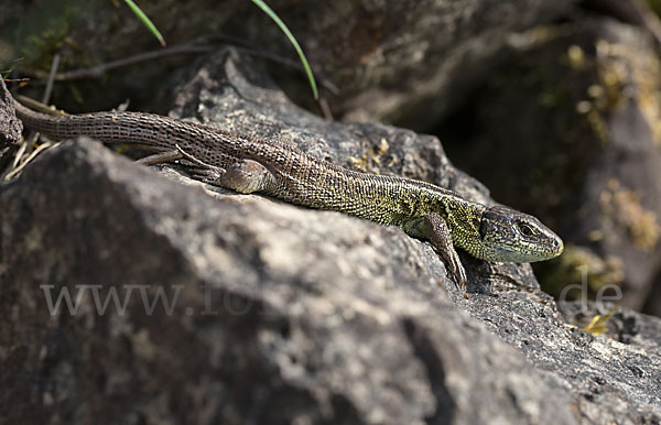 Zauneidechse (Lacerta agilis)