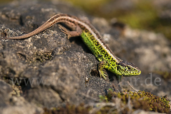 Zauneidechse (Lacerta agilis)