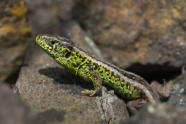 Zauneidechse (Lacerta agilis)