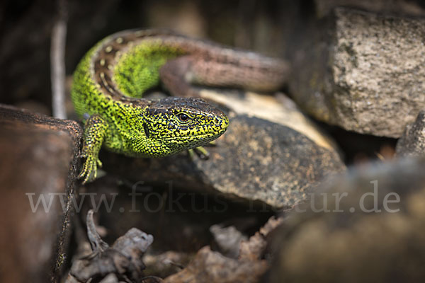 Zauneidechse (Lacerta agilis)