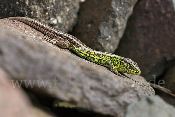 Zauneidechse (Lacerta agilis)