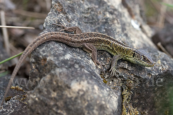 Zauneidechse (Lacerta agilis)