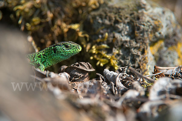 Zauneidechse (Lacerta agilis)