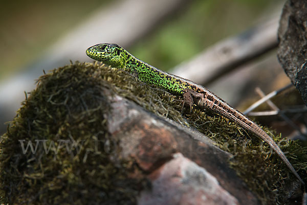 Zauneidechse (Lacerta agilis)