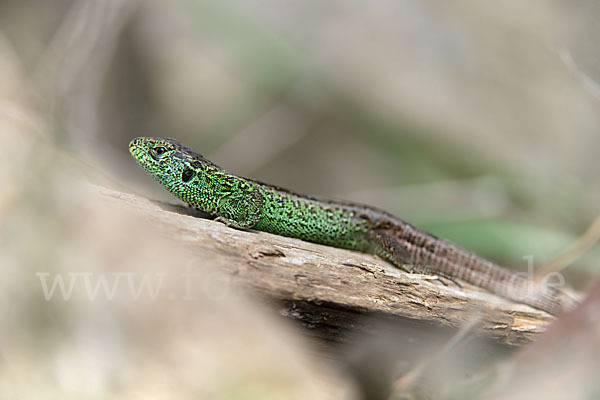 Zauneidechse (Lacerta agilis)