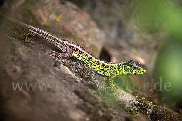 Zauneidechse (Lacerta agilis)