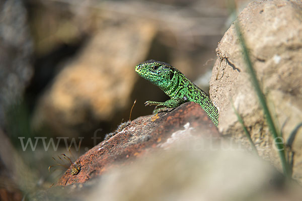 Zauneidechse (Lacerta agilis)