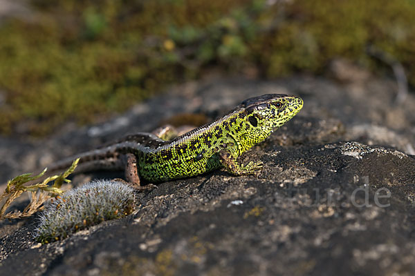 Zauneidechse (Lacerta agilis)