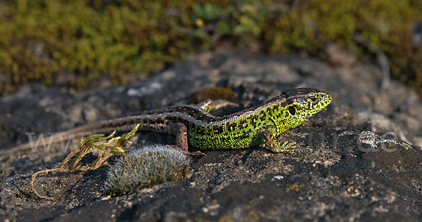 Zauneidechse (Lacerta agilis)