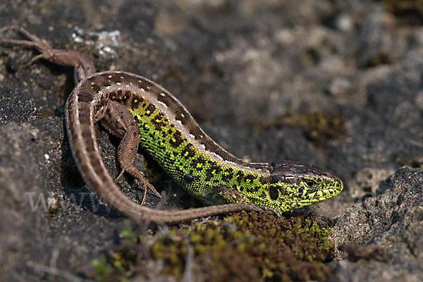 Zauneidechse (Lacerta agilis)