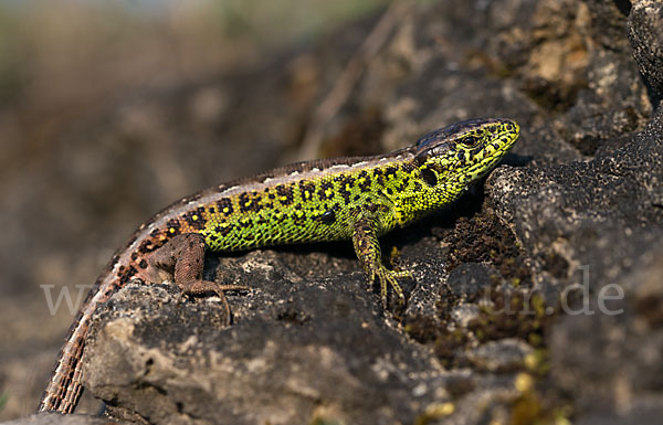 Zauneidechse (Lacerta agilis)