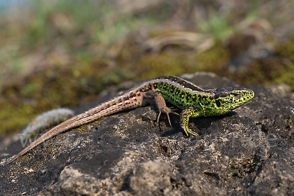 Zauneidechse (Lacerta agilis)