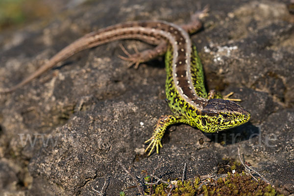 Zauneidechse (Lacerta agilis)