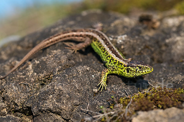 Zauneidechse (Lacerta agilis)