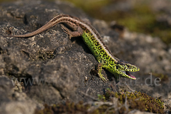 Zauneidechse (Lacerta agilis)