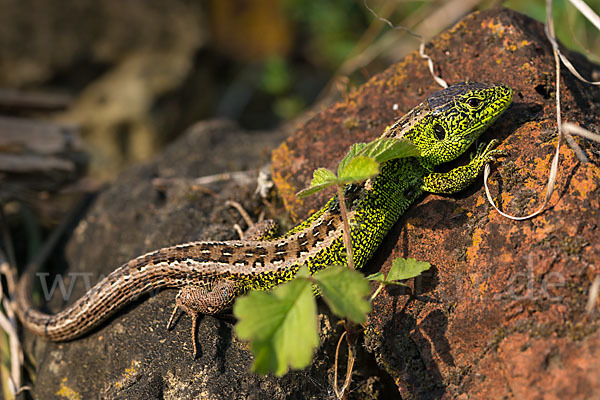 Zauneidechse (Lacerta agilis)