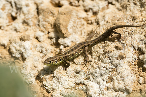 Zauneidechse (Lacerta agilis)