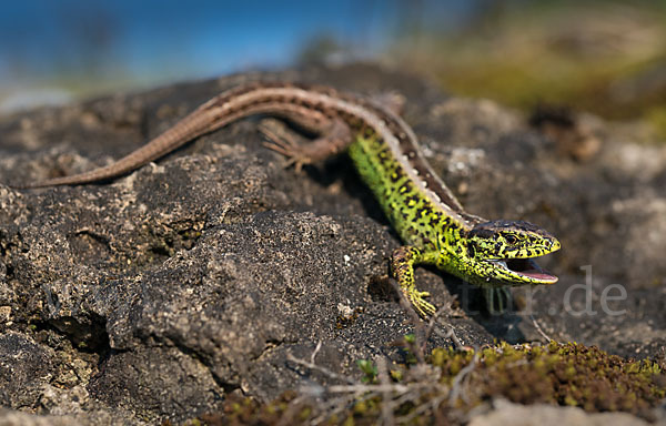 Zauneidechse (Lacerta agilis)