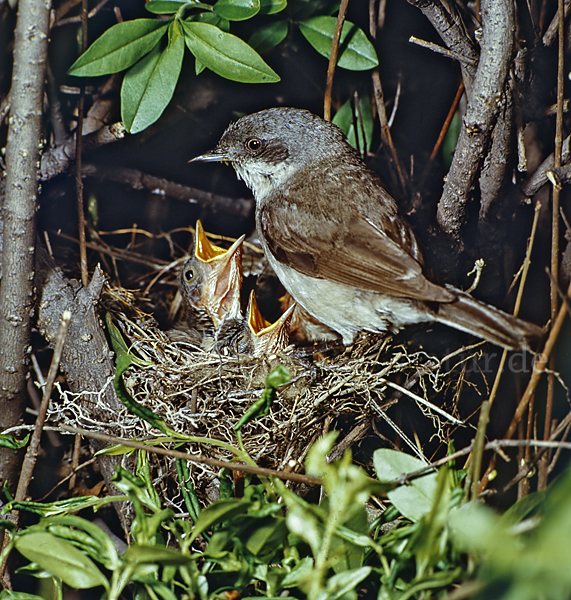 Zaungrasmücke (Sylvia curruca)