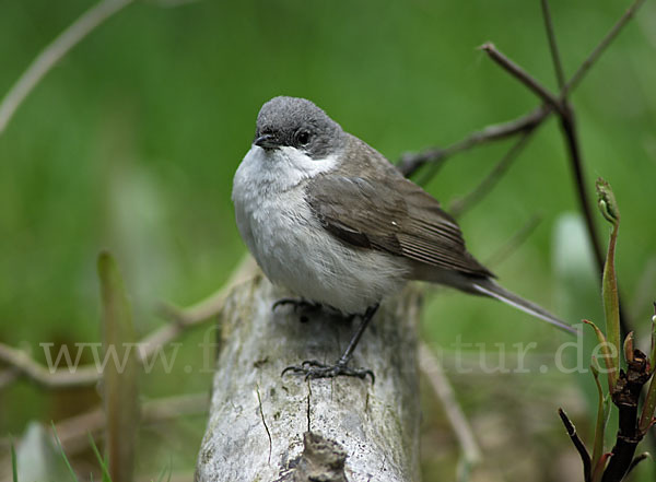 Zaungrasmücke (Sylvia curruca)