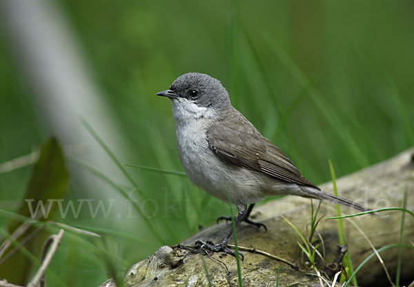 Zaungrasmücke (Sylvia curruca)