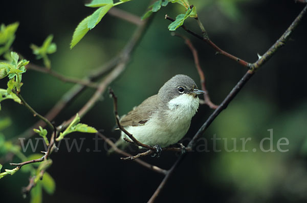 Zaungrasmücke (Sylvia curruca)