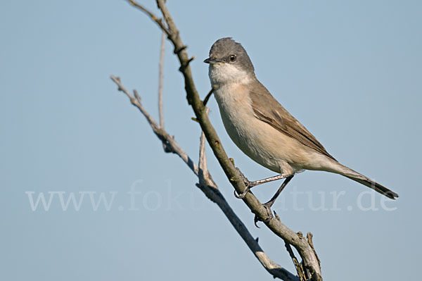 Zaungrasmücke (Sylvia curruca)