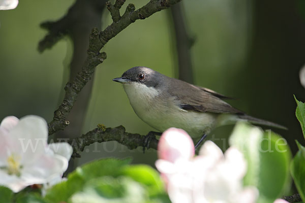 Zaungrasmücke (Sylvia curruca)