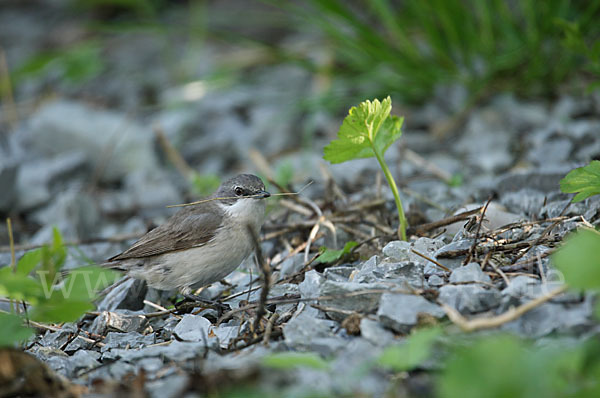 Zaungrasmücke (Sylvia curruca)