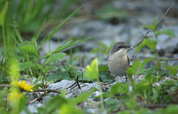 Zaungrasmücke (Sylvia curruca)