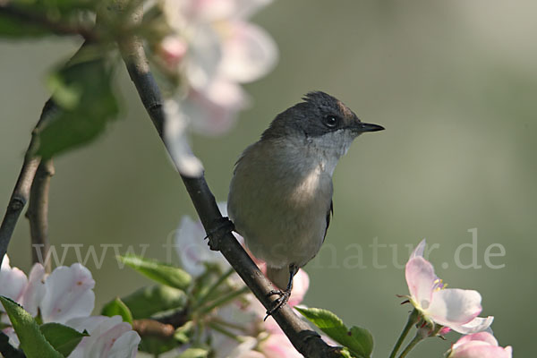 Zaungrasmücke (Sylvia curruca)