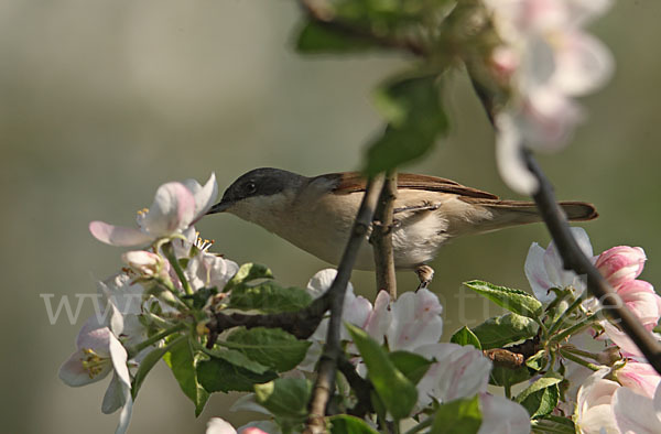 Zaungrasmücke (Sylvia curruca)