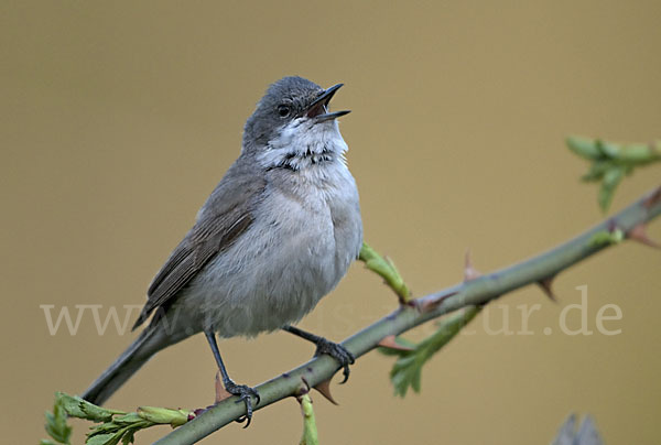 Zaungrasmücke (Sylvia curruca)