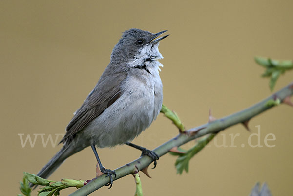 Zaungrasmücke (Sylvia curruca)