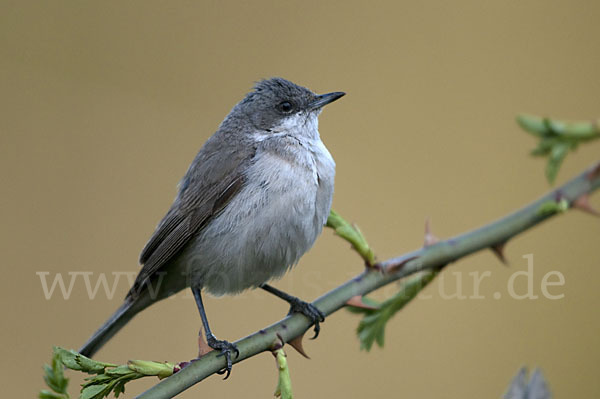 Zaungrasmücke (Sylvia curruca)