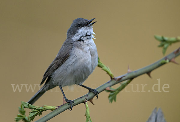 Zaungrasmücke (Sylvia curruca)