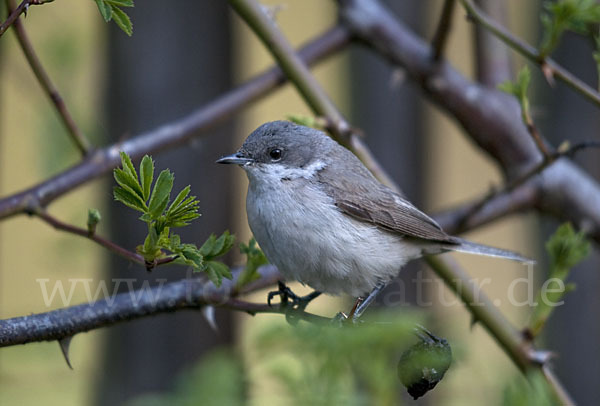 Zaungrasmücke (Sylvia curruca)