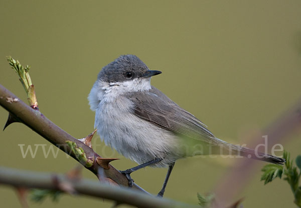 Zaungrasmücke (Sylvia curruca)