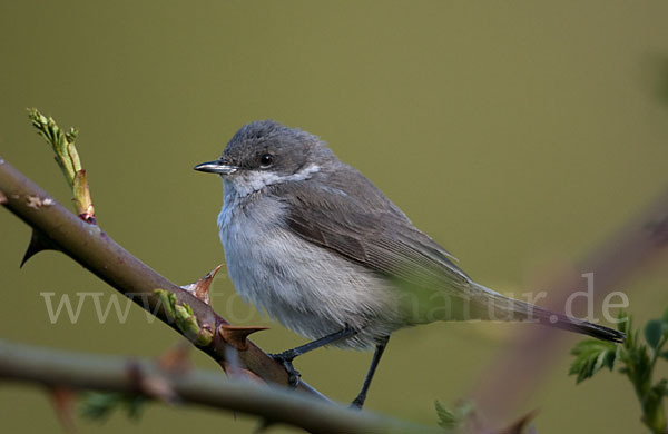 Zaungrasmücke (Sylvia curruca)